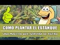 Como plantar el estanque | Maceta y filtro al mismo tiempo.