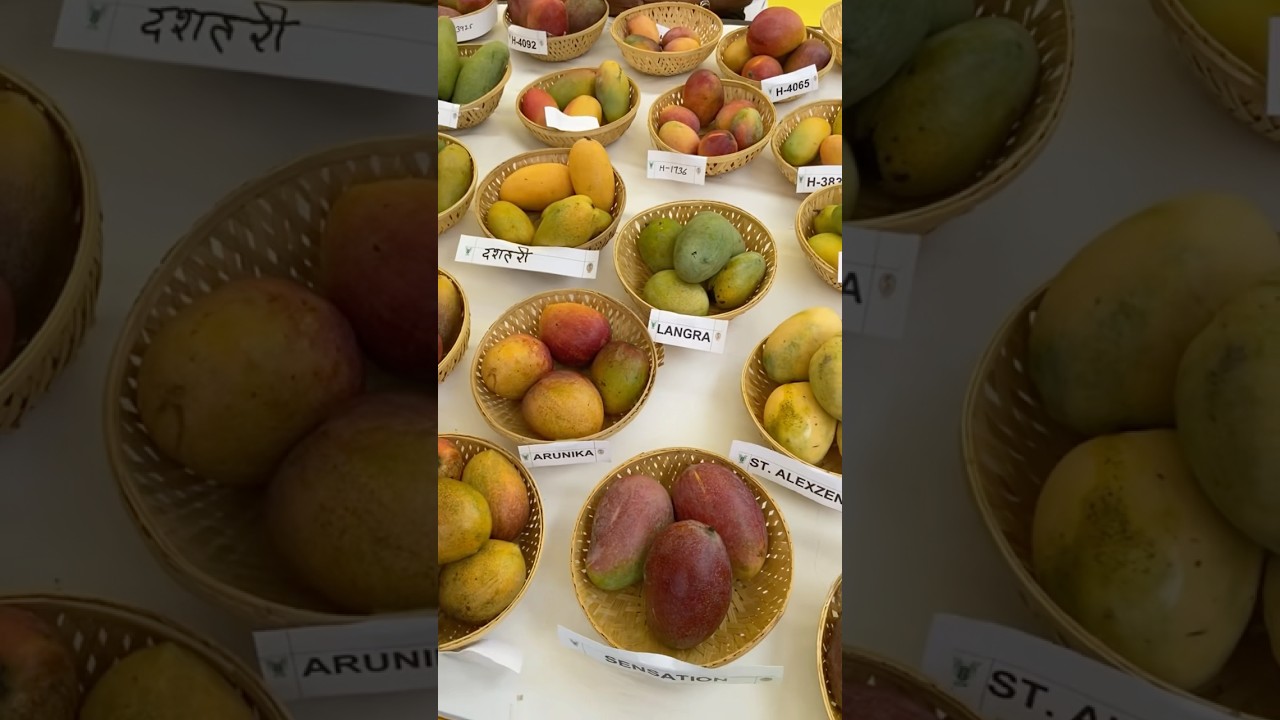 Mango🥭Festival 2025 in New Delhi, 