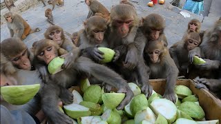 JUMBO GUAVA PARTY || Hungry monkey are waiting for food || FEEDING GUAVA AND CAULIFLOWER