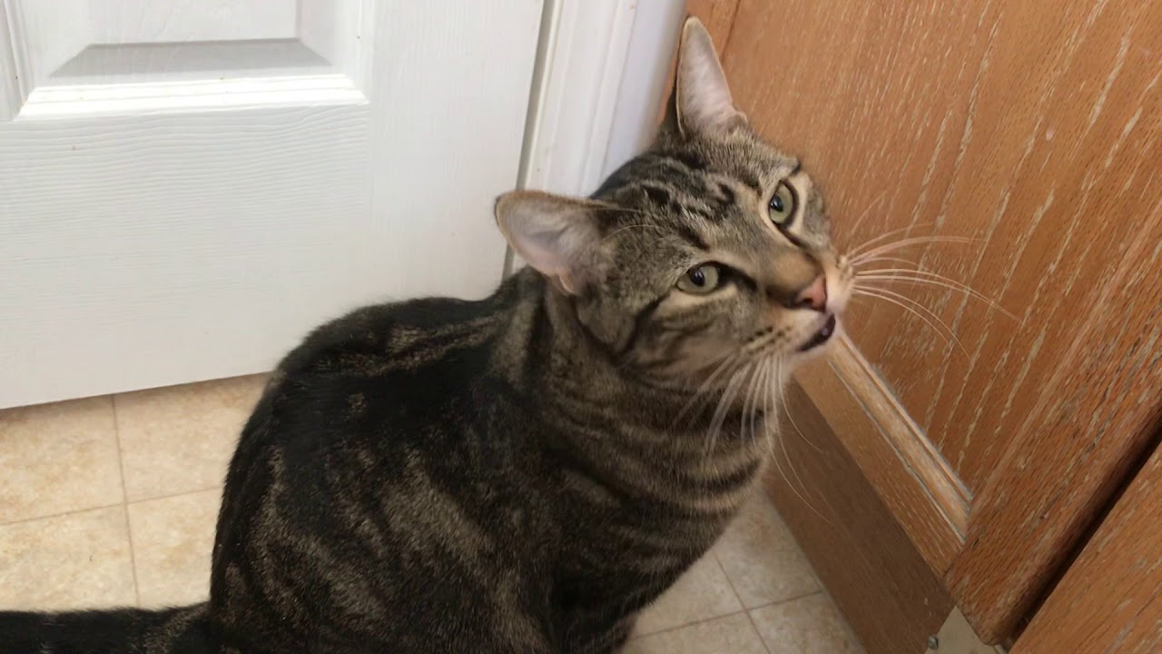 Do cats talk youtube
