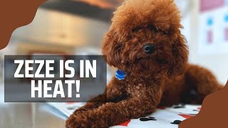 HOW TO KNOW WHEN YOUR DOG IS IN HEAT | What is Brucellosis? #toypoodle #dogbreeds #doglover by X-Designer Breeds 245 views 1 year ago 20 minutes