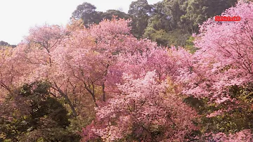 เพลงสปา สมาธิ ผ่อนคลาย สบายใจ เสียงธรรมชาติ 1 ชั่วโมง ; Relaxing Music ; Spa ; Meditation