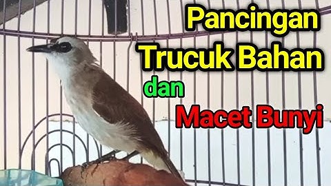 Pancingan trucukan BAHAN trucuk ombyokan agar Cepat  bunyi gacor