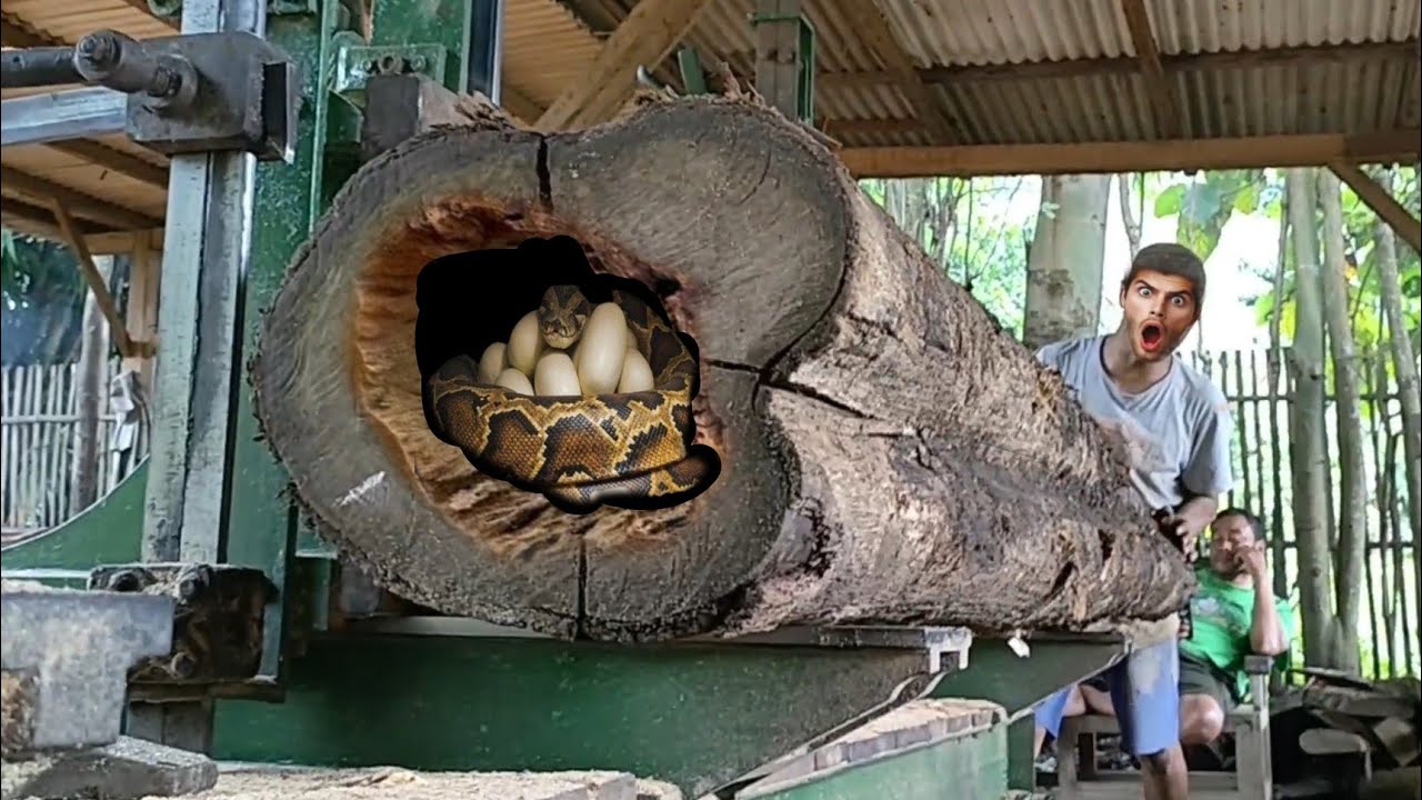 the process of sawing teak wood at the sawmill is surprising - YouTube