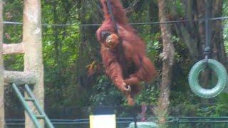 Orangutan Action Crazy by Hewan Penghibur 13 views 7 days ago 2 minutes, 57 seconds