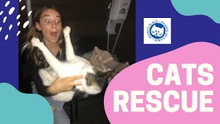 Visiting a MASSIVE Cat Sanctuary!| Clementine Lea