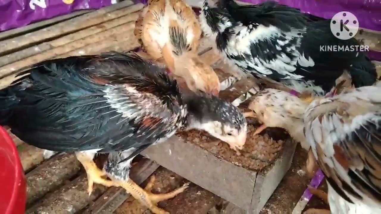 Cara mudah melatih Ayam pindah pakan dari vor kering ke menu basah 