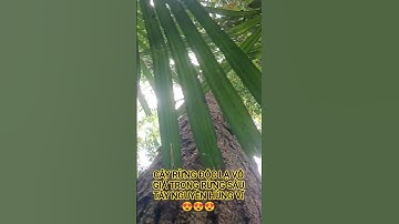 CÂY RỪNG ĐỘC LẠ TUYỆT ĐẸP TRONG RỪNG SÂU TÂY NGUYÊN HÙNG VĨ.