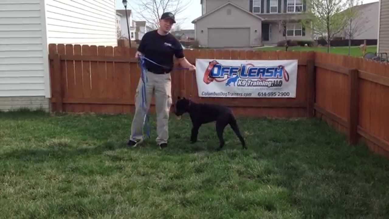 6 Month Old Cane Corso Bella Beforeafter 2 Week Board And Train