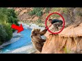 Man Saves Bear From Cliff But What The Bear Did Next Was Shocking Man Saves Bear From Cliff But What The Bear Did Next Was Shocking
