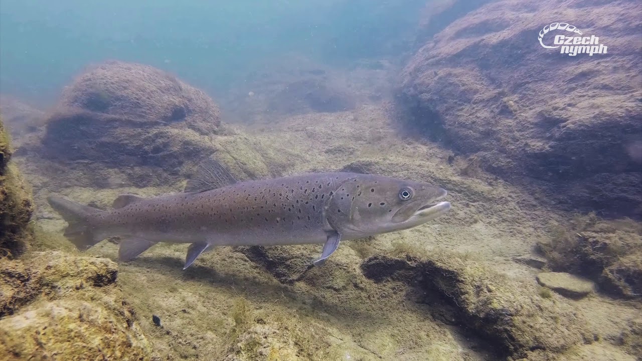 Hlavatka Podunajsk Hucho Hucho Danube Salmon Podvodn Z b ry hlavatka-podunajsk-hucho-hucho-danube-salmon-podvodn-z-b-ry