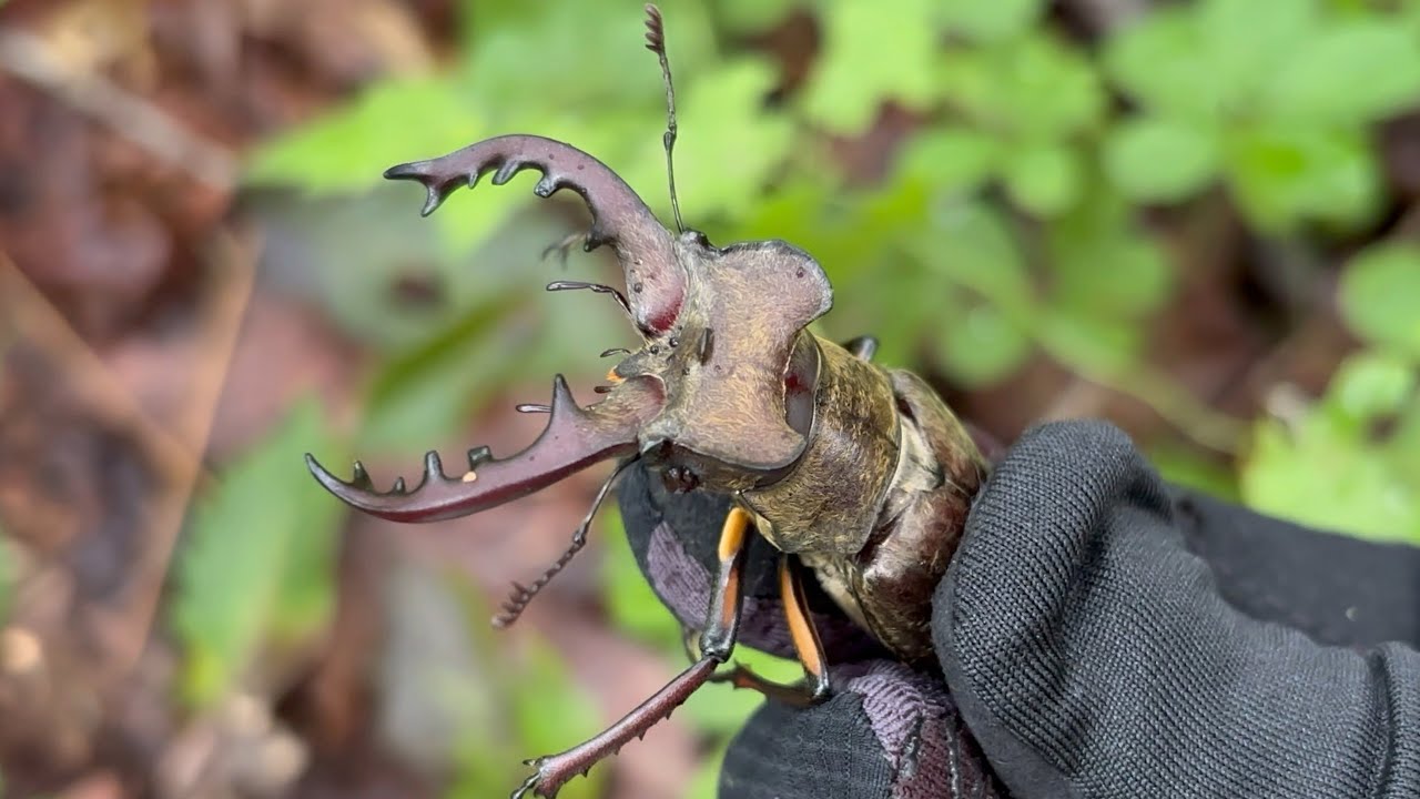 Collecting and Observing Miyama Stag Beetles | Collection Log