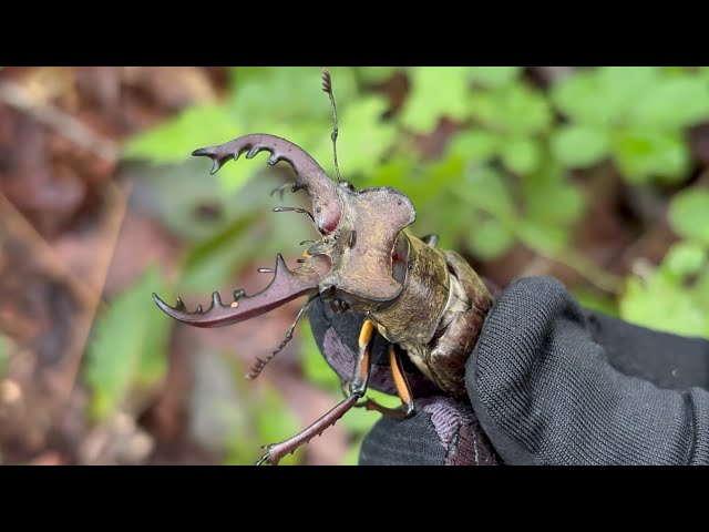 Collecting and Observing Miyama Stag Beetles | Collection Log