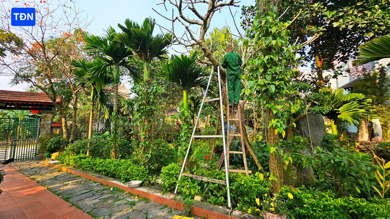 Phong thuỷ cây Hoa Đại, Hoa Sứ và lý do phải làm cột trống cây #tamdaonui