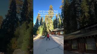 SEQUOIA SHUTDOWN UPDATE 🚫🌲