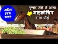 घोड़े का रजिस्ट्रेशन ,जगह , तरीका , फायदे और फीस - माइक्रोचिप  वाला घोड़ा Horse Registration In India