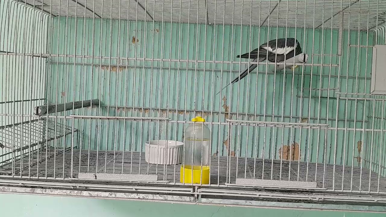 big brother brasil das calopsitas vídeo 4