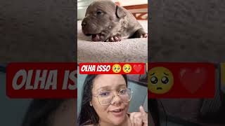 cute dog 😍 #influencercollab #pets #dueto #cuteanimals #puppy #dogshorts