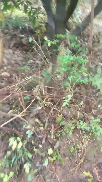 1st Vlog aj To Nahi Mela Jungle Koi Bhi Fruit Agle Vlog Me Kya Pta 1st-vlog-aj-to-nahi-mela-jungle-koi-bhi-fruit-agle-vlog-me-kya-pta