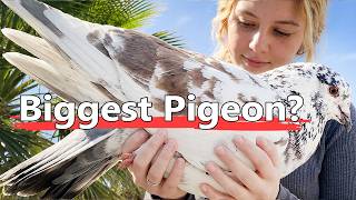 The Biggest Pigeon Breeds in the World Explained