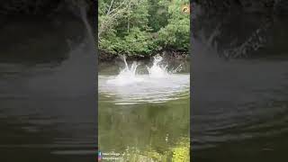 I DO NOT EXPECT!! Fishing Meet the inhabitants of the mangrove forest bath