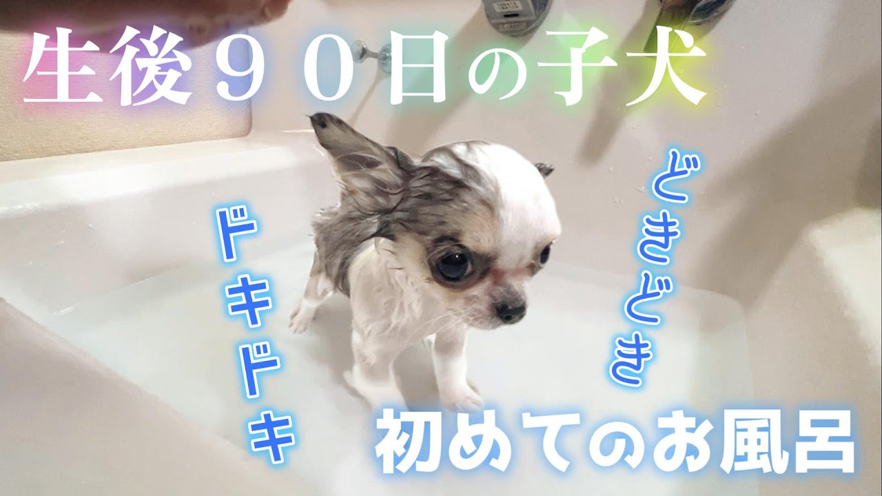 生後９０日の子犬が初めてのお風呂に挑戦で悪戦苦闘！！