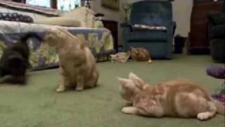 American Shorthair