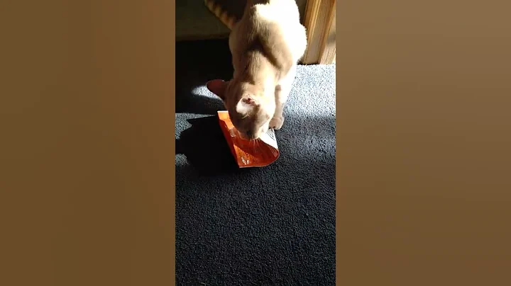 I will do anything for my treats