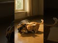 Cat Snuggles Up to Sleeping Dog | Heartwarming Moment 🐾 #animalanimation #cat #catandmousegame #cute