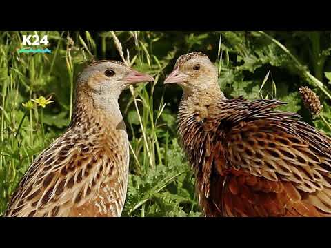 Рассказ Виктора Астафьева «Зачем я убил коростеля»