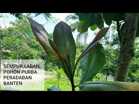 Video: Wisata Kota Purba: Pro & Kontra