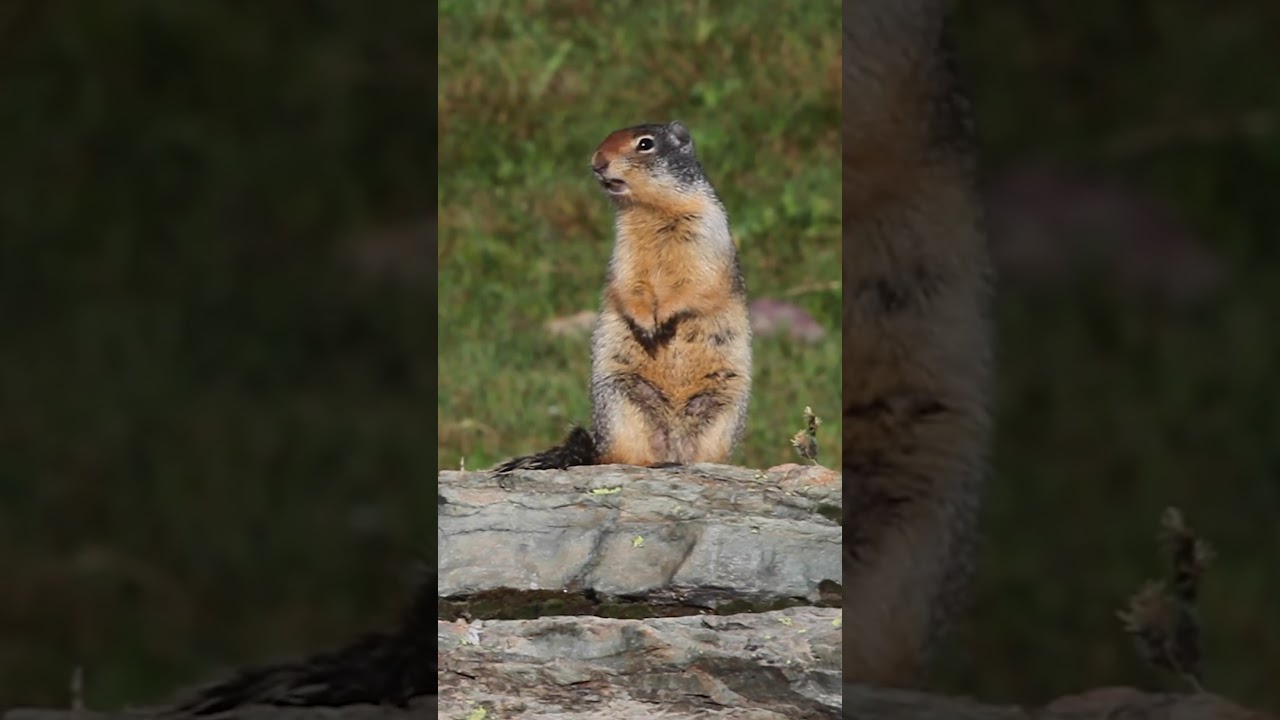 Columbian Ground Squirrel Makes High-Pitched Chirping Sound in Glacier National Park