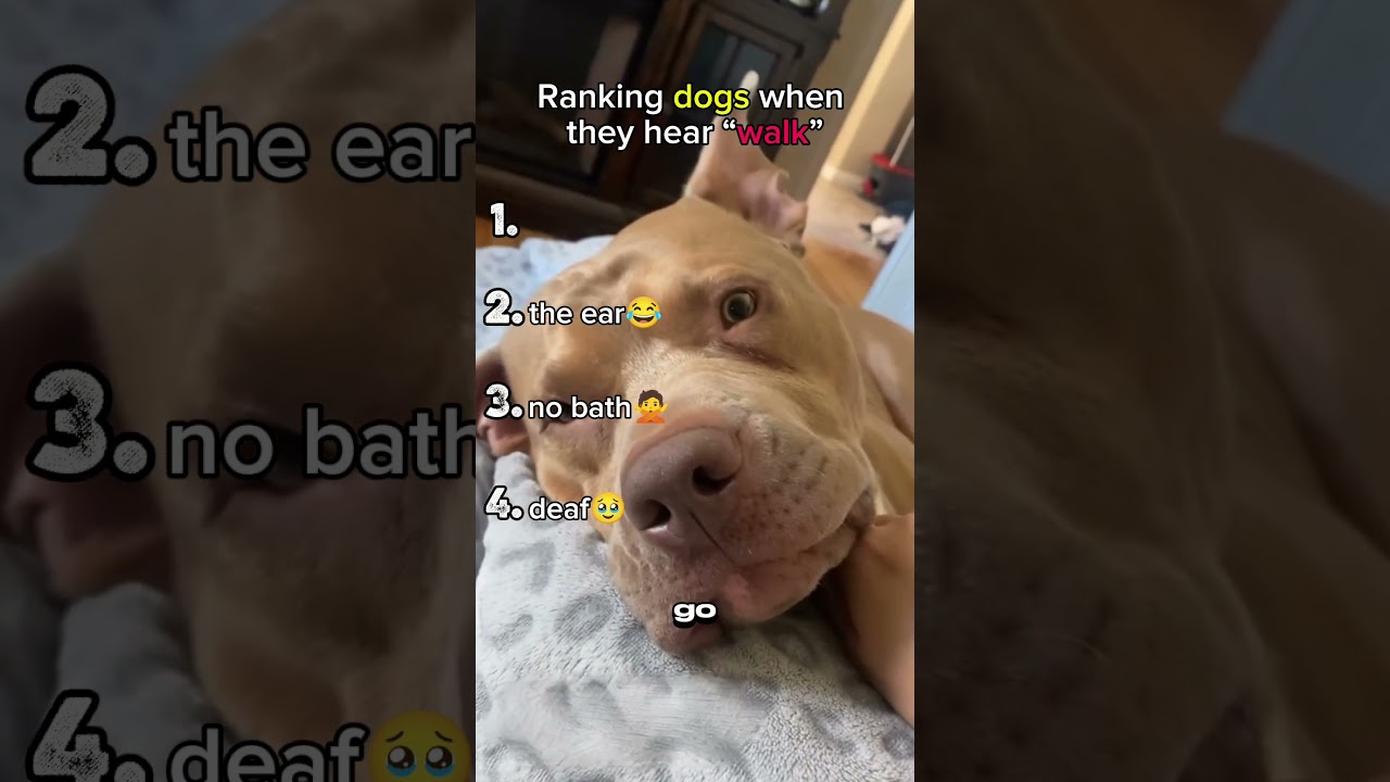 Dogs Ranked by Their Reaction to the Word “Walk”