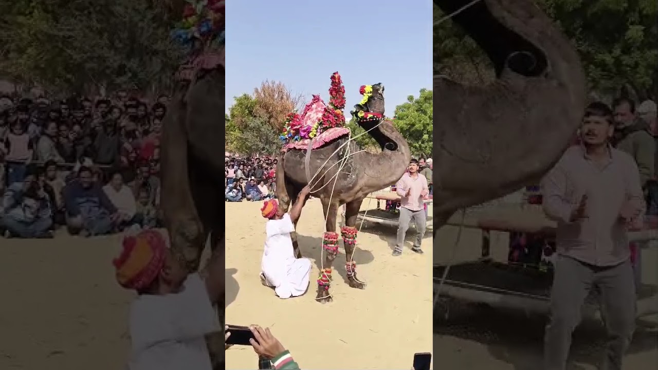 Camel Festival at Bikaner #viral #festival #camlefestiwal#rajsthan #viralvideo #viraldancevideo #