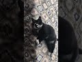 面白いくねくね【#Shorts】白黒猫ざきおtuxedo-cat