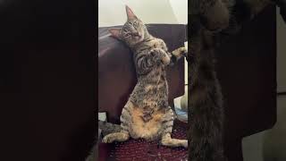 Ya no quiere cazar😩😩