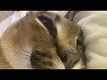 Gosha is Purring While He Rest : Big Floppa #caracal