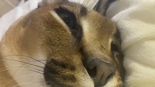 Gosha is Purring While He Rest : Big Floppa #caracal