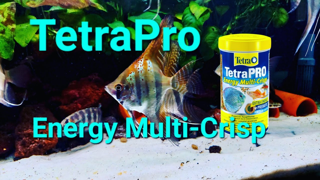 TETRA TetraPro ENERGY Multi-Crisp + Probiotc ( ALIMENTAÇÃO ).