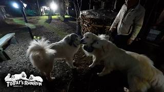 アランが帰宅してとっても嬉しかったベルとリリーです　Great Pyrenees　グレートピレニーズ