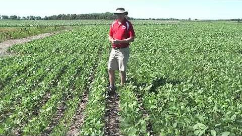 Marestail Summer 2012 Full