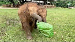 Elephant Playtime Compilation!  ElephantNews