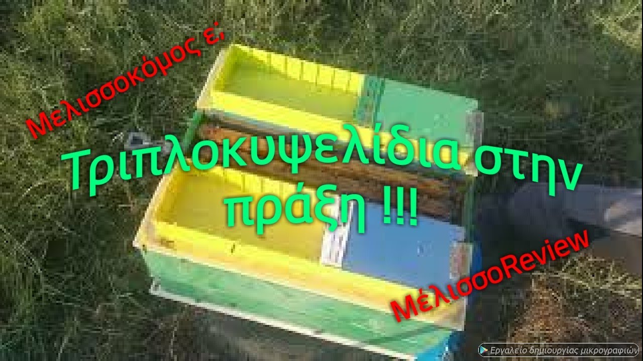 Τριπλοκυψελίδια στην πράξη. ΜέλισσοReview