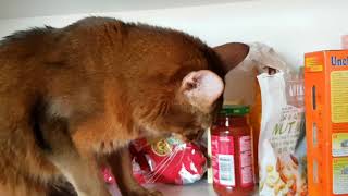 Koda in a kitchen cabinet by Piivi 182 views 4 years ago 40 seconds