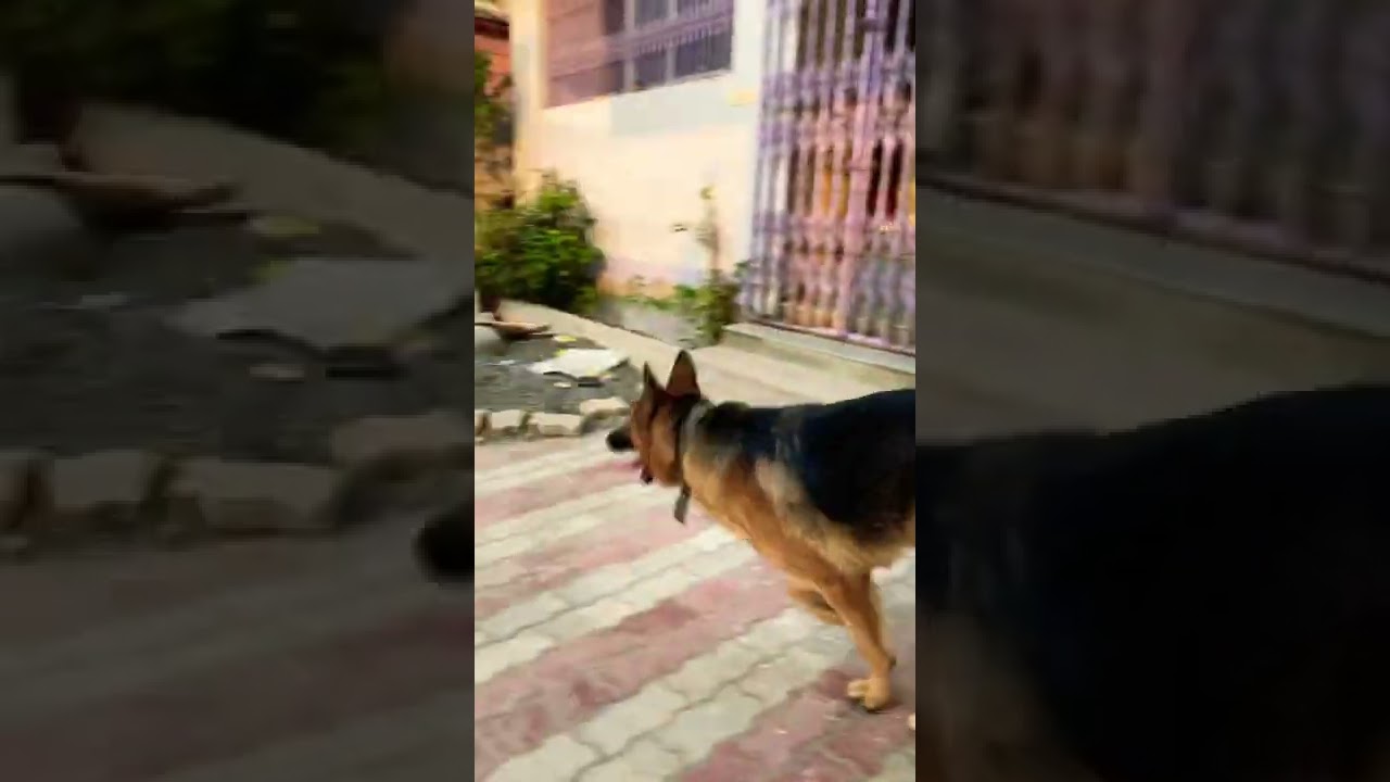 World Top Quality German Shepherd medium coat gsd 1 year old 