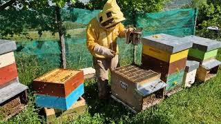 Apicoltura 2024. Un nuovo nucleo di api con sciamatura artificiale.