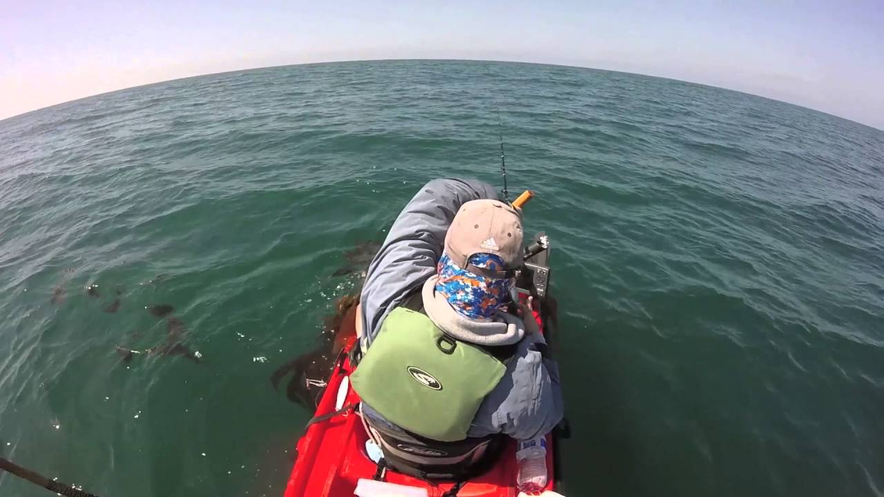 Southern California Kayak Fishing Yellowtail Early 2016