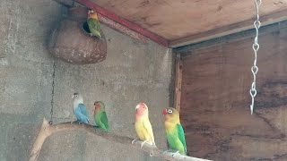 Love Birds Breeding colony Natural Breeding Avairy🐧🐦🕊🐥❤