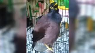 MASTERAN TERBAIK SUARA BURUNG JALAK NIAS GACOR FULL TEMBAKAN DAN ISIAN