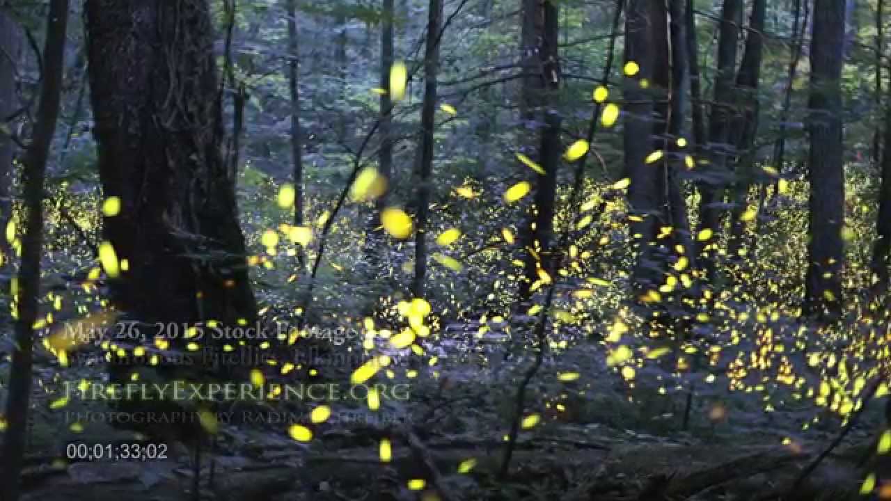 Tennessee Fireflies Realtime Stock Footage YouTube